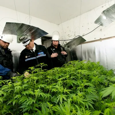 Police officers stood next to cannabis plants 