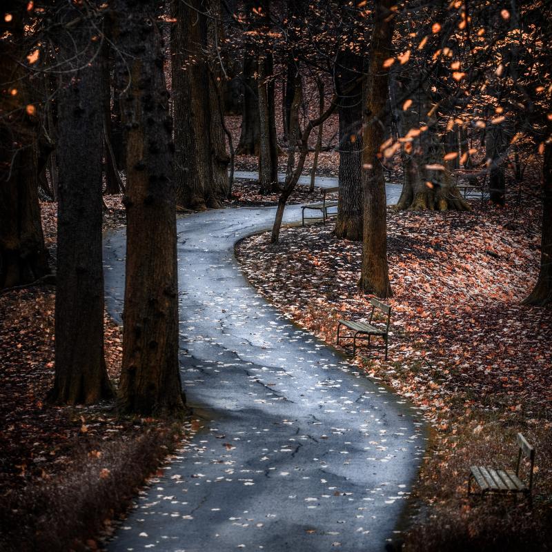 Path through the woods